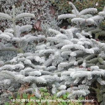 Picea pungens 'Glauca Procumbens'