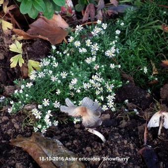 Aster ericoides 'Snowflurry'