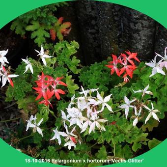 Pelargonium x hortorum 'Vectis Glitter' (stellartype)