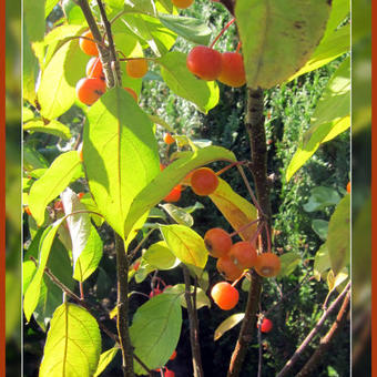 Malus 'Courtabri'