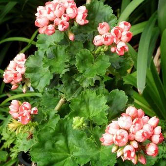 Pelargonium x hortorum 'Patricia Andrea'