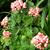 Pelargonium x hortorum 'Patricia Andrea'