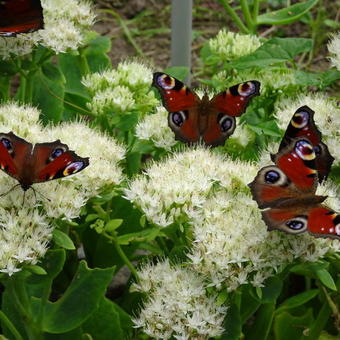 Sedum spectabile 'Stardust'