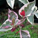 Bougainvillea 'Royal Bengal Red' - 