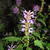 Agastache rugosa 'After Eight'