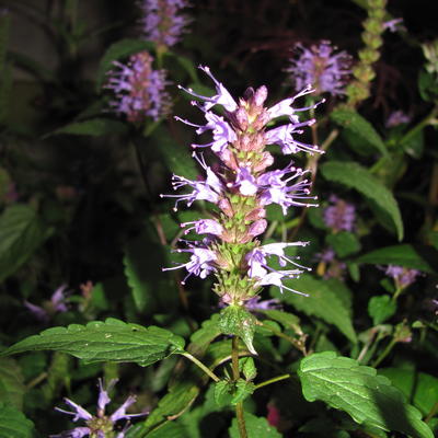 Agastache rugosa 'After Eight' - Agastache rugosa 'After Eight'