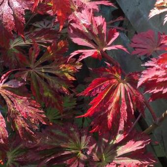 Acer japonicum 'Aconitifolium'