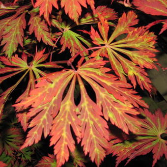 Acer japonicum 'Aconitifolium'