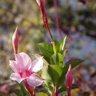 Mandevilla