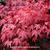 Acer palmatum 'Atropurpureum'