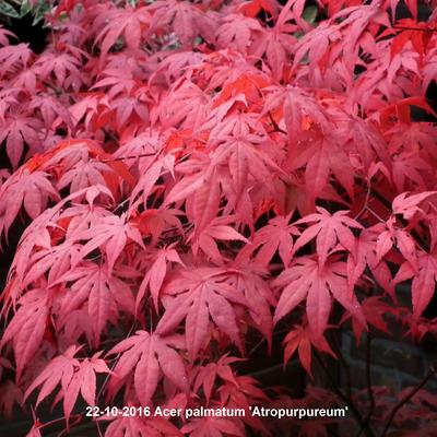 Acer palmatum 'Atropurpureum' - 