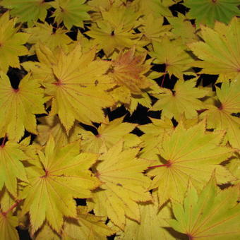 Acer shirasawanum 'Aureum'