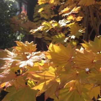 Acer shirasawanum 'Aureum'