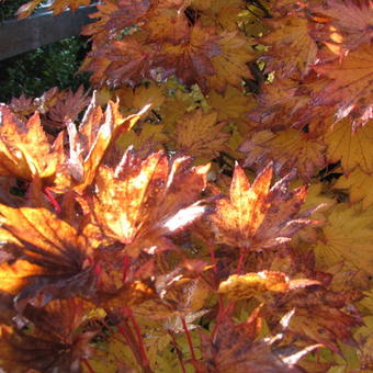 Acer shirasawanum 'Aureum'