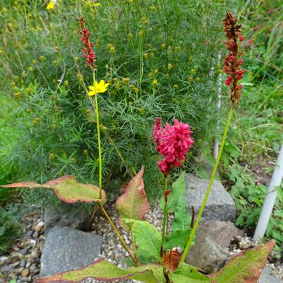 Persicaria amplexicaulis 'JS Delgado Macho' - Persicaria amplexicaulis 'JS Delgado Macho'