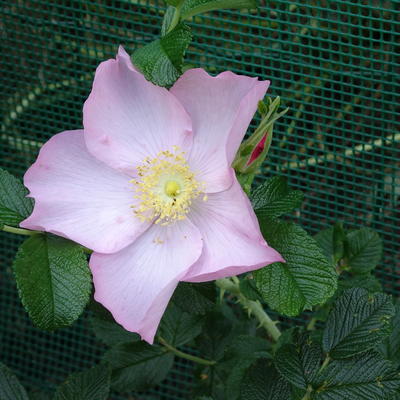 Rosa 'Dagmar Hastrup' - 