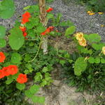 Tropaeolum majus ALASKA-series  - 