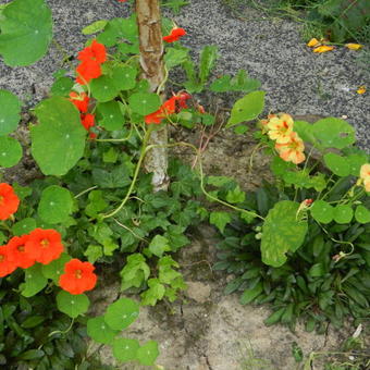 Tropaeolum majus ALASKA-series