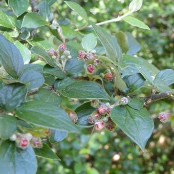 Cotoneaster dielsianus