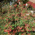 Cotoneaster lacteus - Späte Zwergmispel - Cotoneaster lacteus