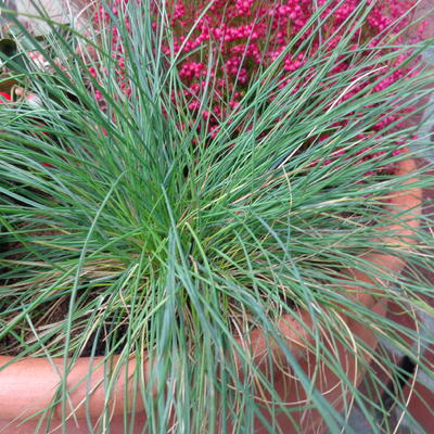 Festuca glauca 'Festina' - Festuca glauca 'Festina'