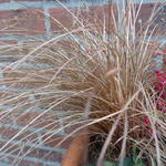 Carex comans 'Bronco' - 