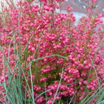 Erica gracilis - 