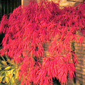 Acer palmatum 'Ornatum'