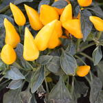 Capsicum annuum - 