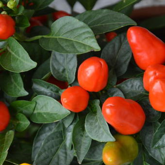 Capsicum annuum