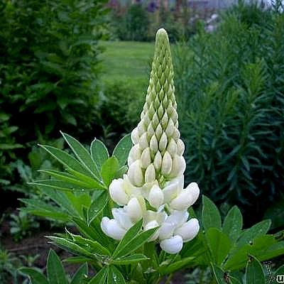 Lupinus 'Gallery White' - Lupinus  'GALLERY White'