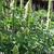 Agastache rugosa f. albiflora 'Alabaster'