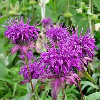 Monarda 'Hartwood Wine'