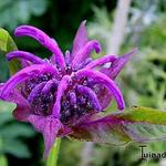 Monarda 'Hartwood Wine' - Monarda 'Hartwood Wine'