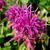 Monarda 'Hartwood Wine'