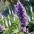 Agastache 'Blue Fortune'