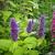 Agastache rugosa 'Golden Jubilee'