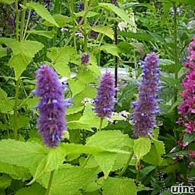 Agastache rugosa 'Golden Jubilee' - Agastache rugosa 'Golden Jubilee'