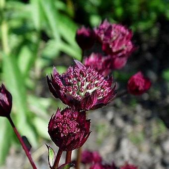 Astrantia major 'Moulin Rouge'