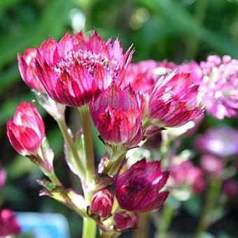 Astrantia major 'Moulin Rouge'