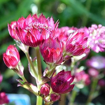 Astrantia major 'Moulin Rouge' - Astrantia major 'Moulin Rouge'