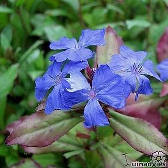 Ceratostigma