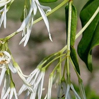 Chionanthus virginicus