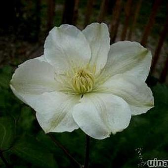 Clematis 'Guernsey Cream'