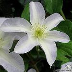 Clematis 'Yukikomachi' - 