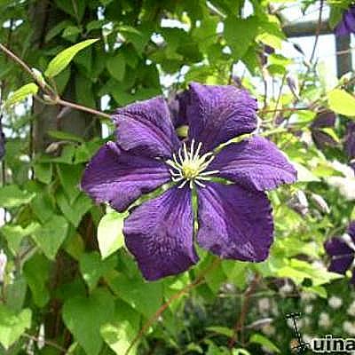 Clematis viticella 'Etoile Violette' - 