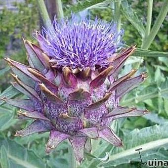 Cynara cardunculus