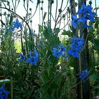 Delphinium 'Volkerfrieden'