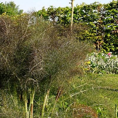 Foeniculum 'Giant Bronze' - 