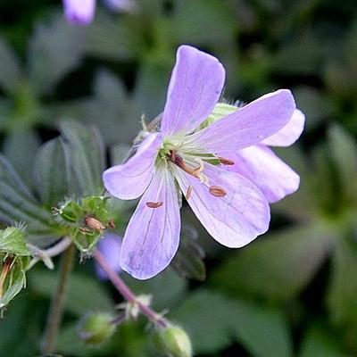 Geranium maculatum 'Espresso' - Geranium maculatum 'Espresso'